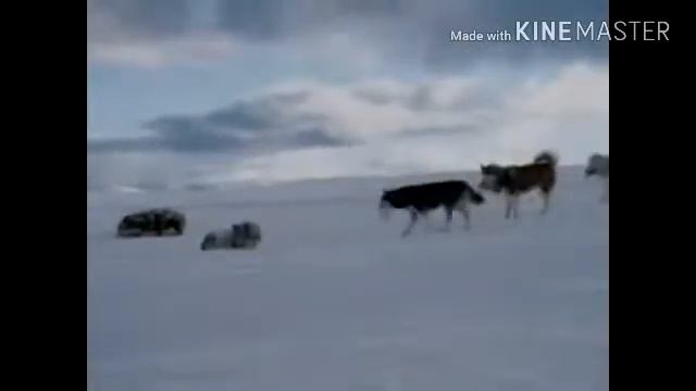 ХАСКИ ХОРОШИЙ СОБАКИ В МИРЕ смотреть онлайн