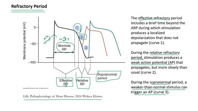 Cardiomyocyte Electrophysiology & Calcium Handling смотреть онлайн