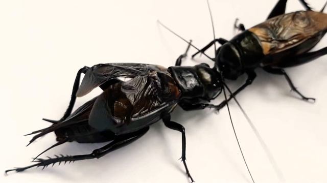 (part 1/2) Cricket fight (Gryllus bimaculatus) смотреть онлайн