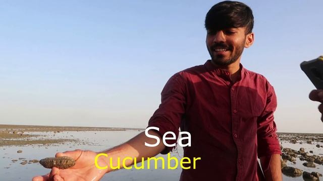 Marine National Park Gujarat | Gulf Of Kutch | अद्भुत मरीन लाइफ ऑफ़ गुजरात | NARARA Island | Bet