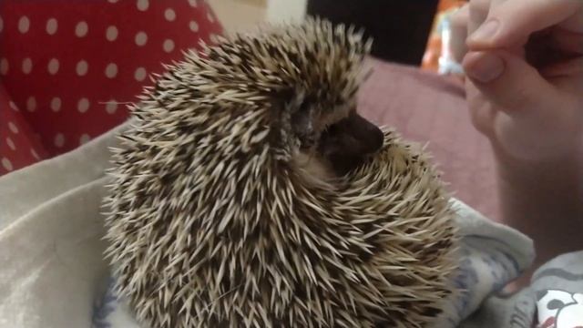 Ёжик африканский/African Hedgehog
