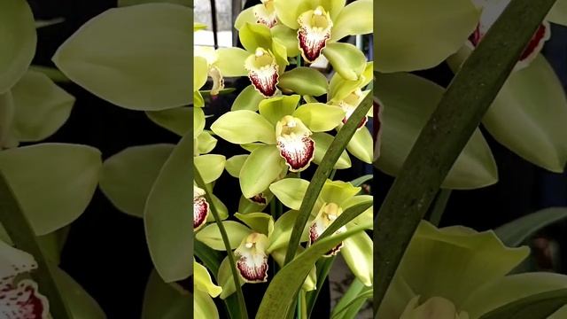 Cymbidiums Orchids perfect for Cold Climate Zone смотреть онлайн