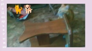 наконец-то подружился со всеми обитателей дома