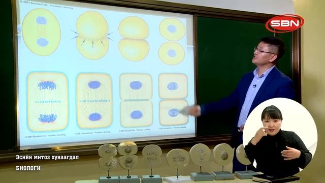 10 биологи Эсийн митоз хуваагдал 2020 03 13 смотреть онлайн