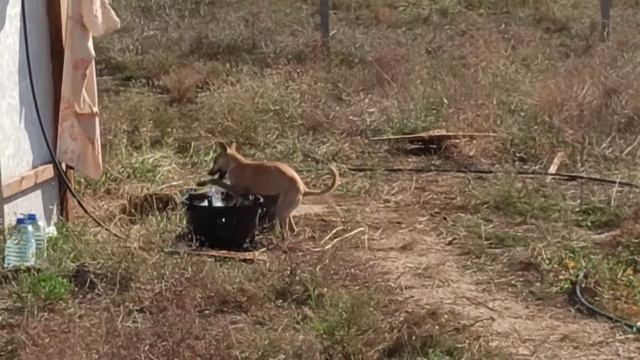 Крымская собака пришла принимать ванну! Жарко!!! смотреть онлайн