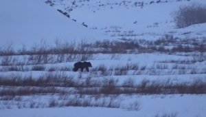 Весна. Медведи готовятся к спариванию.