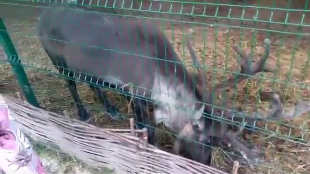 Я в Химках ПАРК Толстова смотреть онлайн