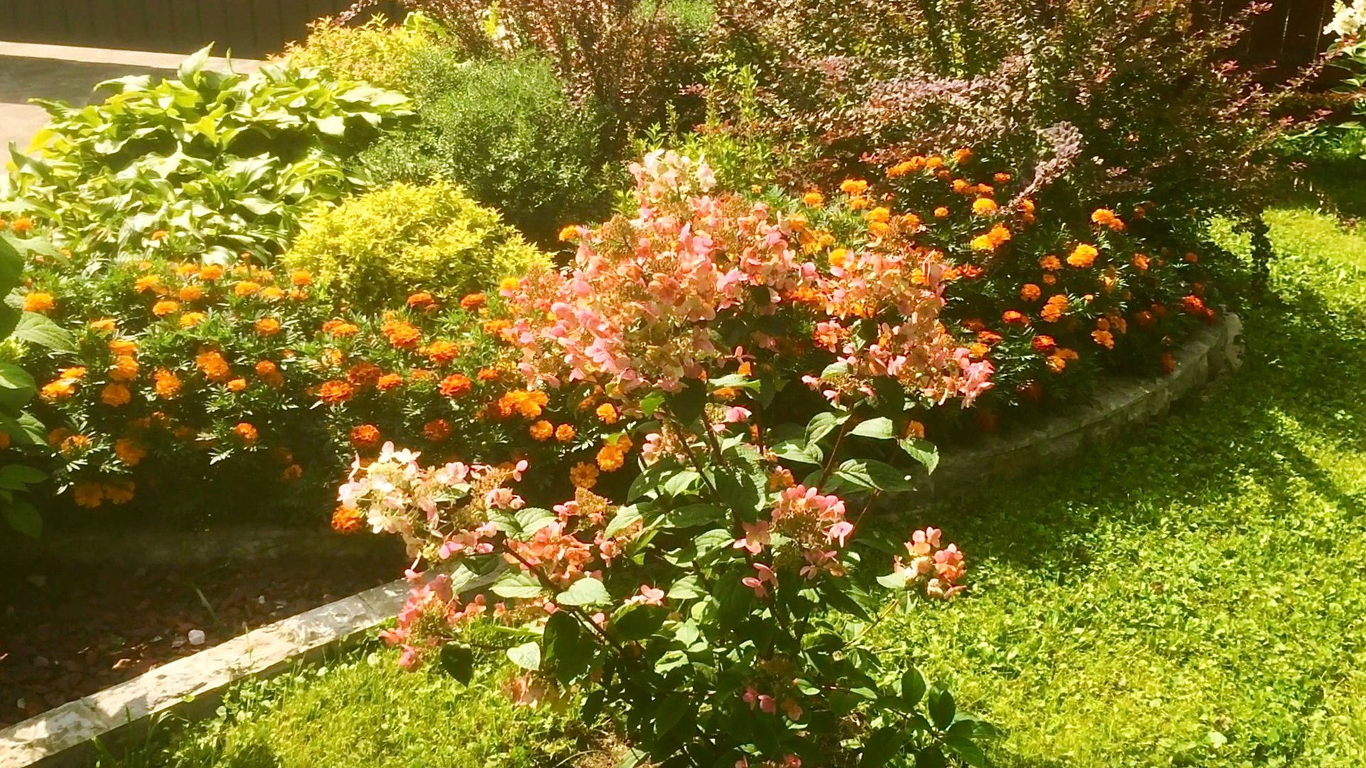 МЕТЕЛЬЧАТЫЕ ГОРТЕНЗИИ В АВГУСТЕ. ВИМС РЕД / САМАРСКАЯ ЛИДИЯ / САНДЕЙ ФРАЙЗ и др. Архив 2021г. смотреть онлайн