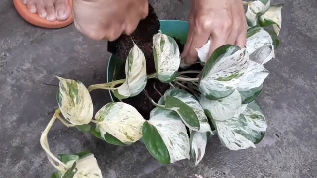 How To Repot Manjula Pothos | Epipremnum Pinnatum Good For Indoor Plants