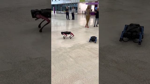 Belka and Strelka, robots dogs part 2