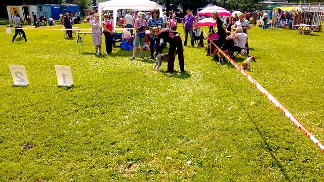 Шнауцер 10 месяцев, первая выставка смотреть онлайн