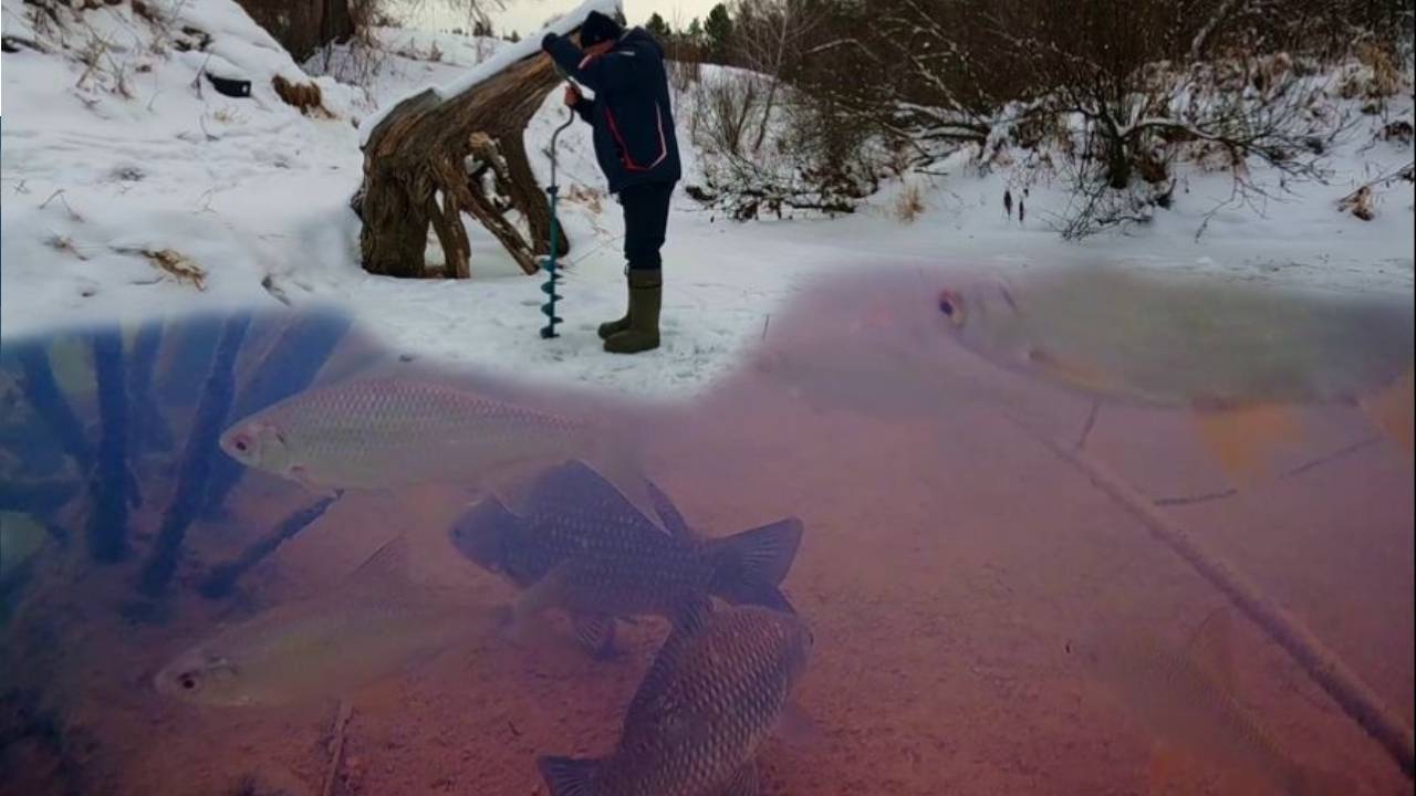 ЗАБУРИЛИСЬ В РЫБИЙ РАЙ !!! Плес забит рыбой ! р. Каменка 4 декабря 2024г. смотреть онлайн