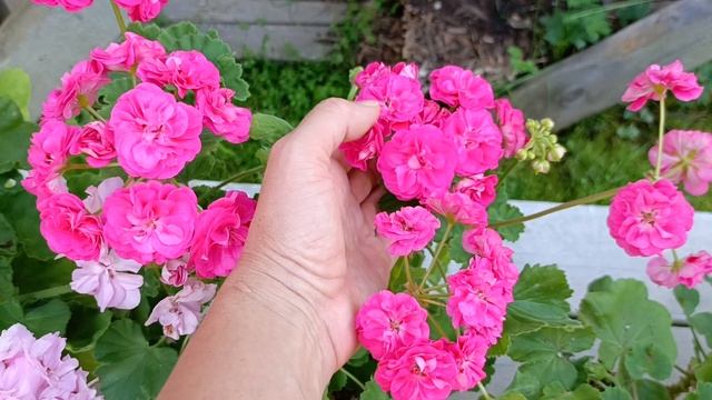 Было более 50 сортов гераней. Оставила половину. Показываю часть своей коллекции