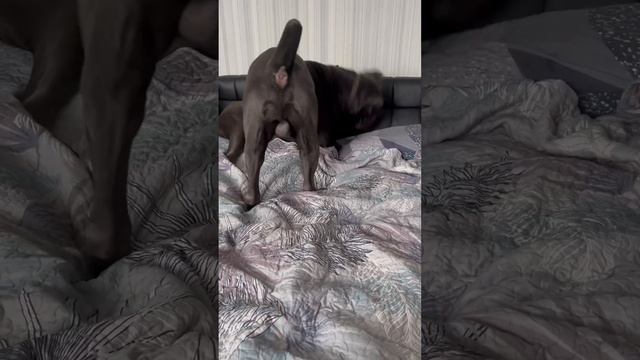 🤣🤣🤣 #tttt #cane #canecorso #канекорсо #canecorsoitaliano #канекорсоитальяно #кане смотреть онлайн