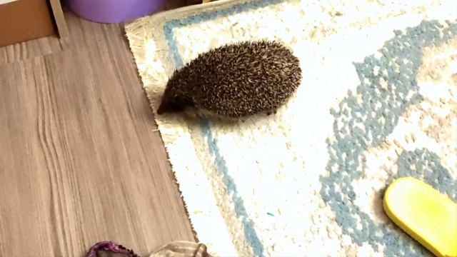 Ёж 32 8 9052023 ходит и пыхтит на всех но до еды добегает быстрее Hedgehog walks and puffs at every