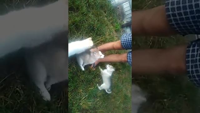 Девочки хаски смотреть онлайн