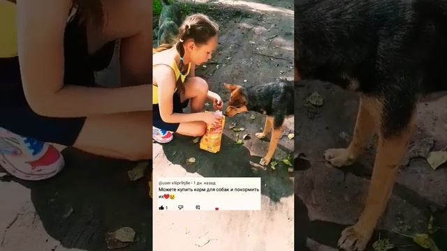 Кормлю бездомных собак 🥺🥺🥺 #животные #бездомныеживотные #бездомные #собака смотреть онлайн