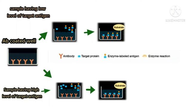 ELISA- Enzyme Linked Immuno Sorbent Assay смотреть онлайн