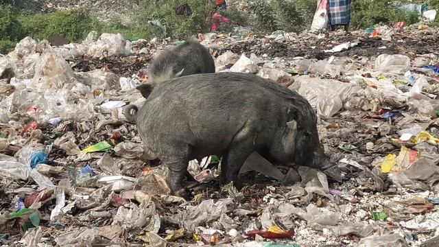 Pig Trying To Mate Pig Mating Video Funny Pig Pig Sound Crying