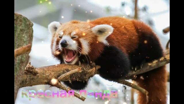 Эдит Енотику Пико 2. смотреть онлайн