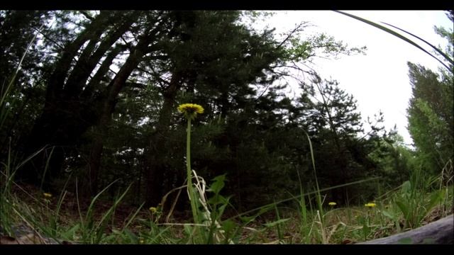 Деревня. Лето. Пение птиц. Tascam X8 (field Recording) ASMR: Birds.