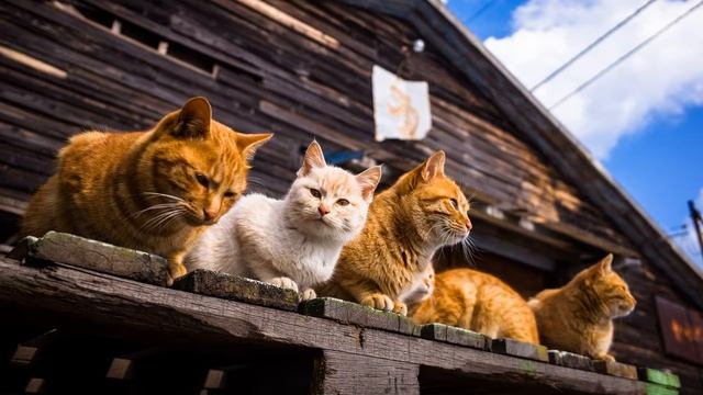 Картинка кошки. Домашние любимцы, сходка, коты, jpg. смотреть онлайн