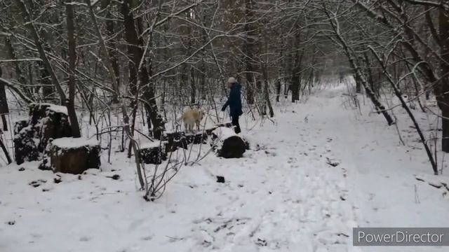 И выпал первый #снег! And The First #snow Fell!