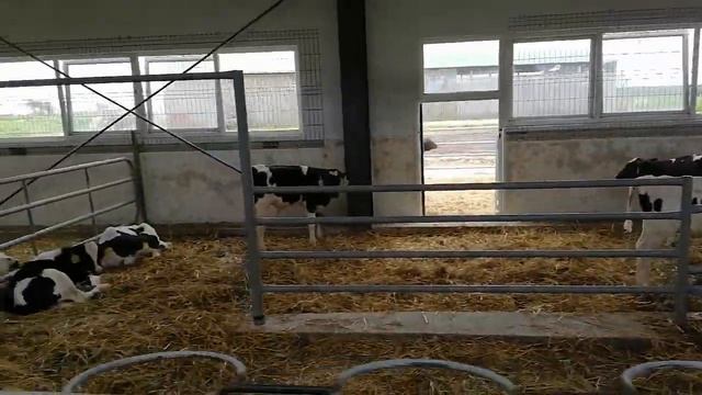 2-3 ойлик голштин зотли бузоклар!! буш холда бокилиши!