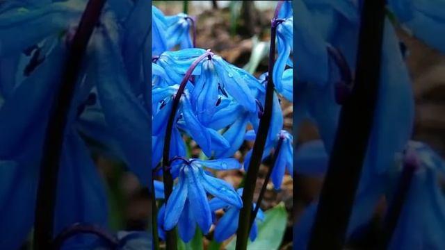 Весна на даче. Дмитрий Шлапак смотреть онлайн