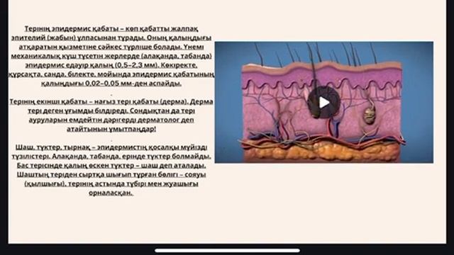 Тері. Тері құрылысы смотреть онлайн