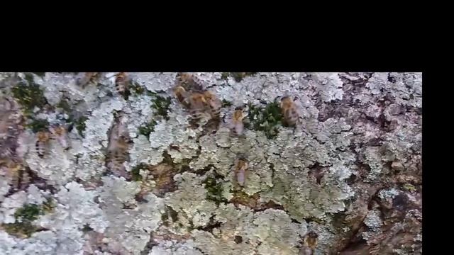 Рой и отводок смотреть онлайн