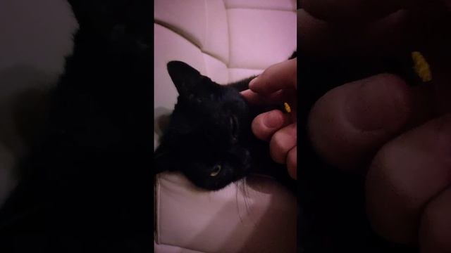 котя в добрые руки не крюки смотреть онлайн