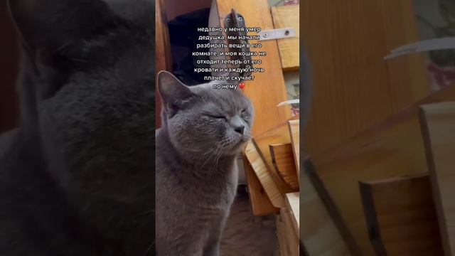Кошки тоже все чуствуют смотреть онлайн