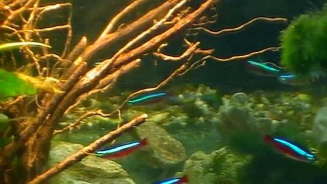 #Aquarium. Неоны. Тыловая подсветка.