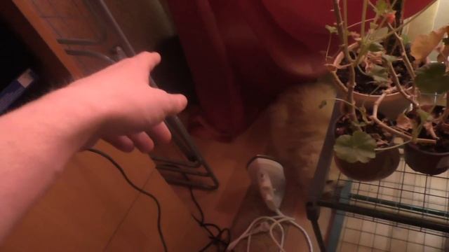 Коты вернулись смотреть онлайн