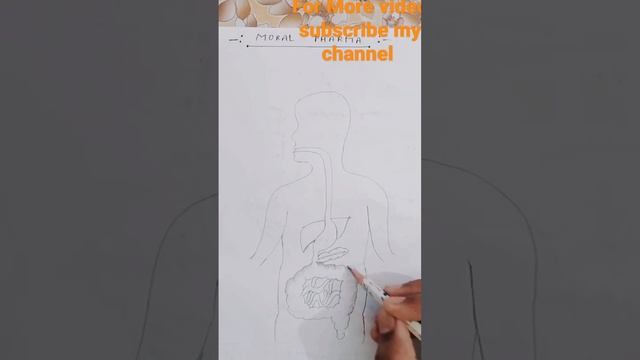 digestive system diagram and it's anatomy for b pharm and nursing students #science #b pharm смотреть онлайн
