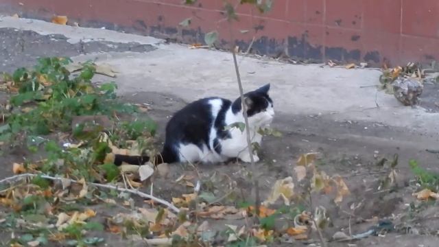 Кошки едят на улице кашу смотреть онлайн