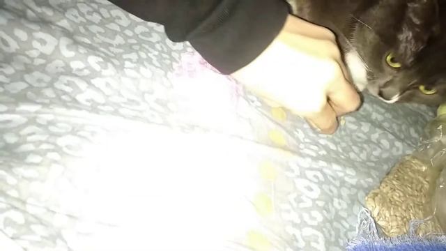 Кошка ест семечки смотреть онлайн