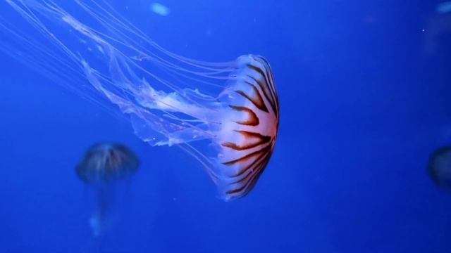 Deep sea fish and coral смотреть онлайн