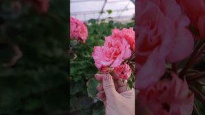 ИВ_Столбовая Дворянка