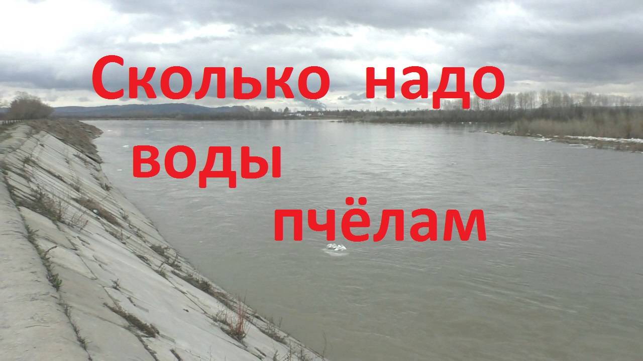 Когда и сколько воды необходимо пчелам смотреть онлайн