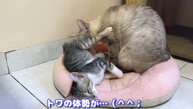 血のつながりのない新入り子猫のお世話をする先住猫の愛に感動した… смотреть онлайн