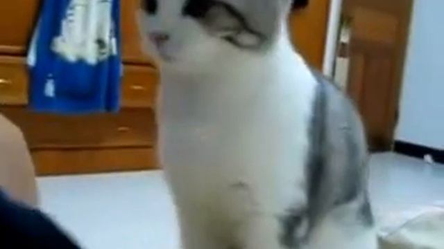 Кот дает лапу как настоящая собака смотреть онлайн