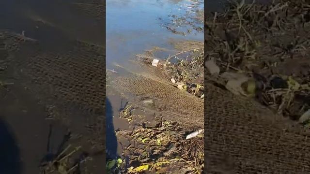 Продолжение рыбалки, Часть 7, Ловим щучку