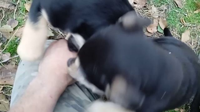 Конура во дворе