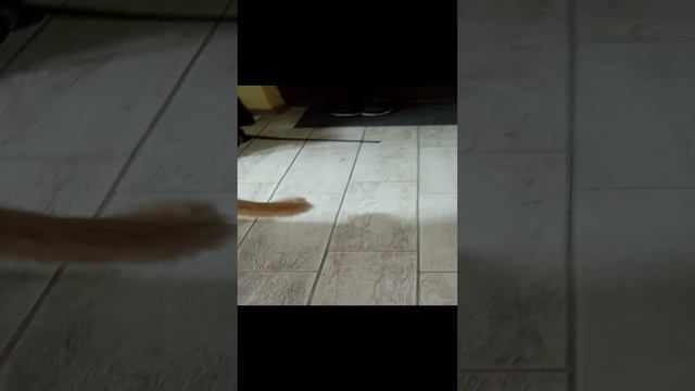 🐱 кот.mp4 смотреть онлайн