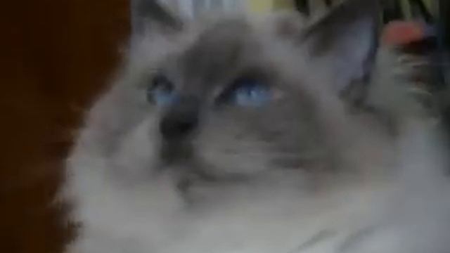 MOHAIR du Prasmel смотреть онлайн