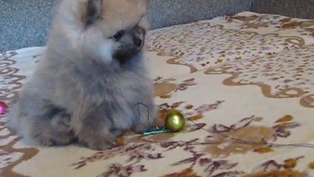 Игривые "медвежата" атакуют смотреть онлайн