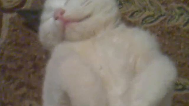 Кошка спит на спине смотреть онлайн
