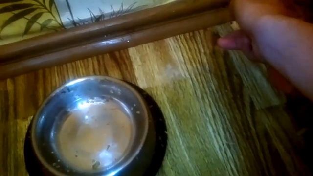 обычный день котенка и собаки смотреть онлайн